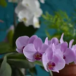 호텔 Vienna 페자로